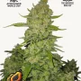Cannabis seeds PAPAYA COOKIES Auto™ from Fast Buds